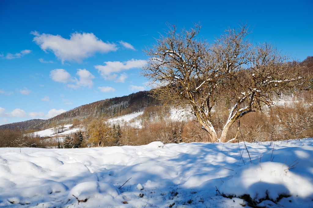 Obstbaum am Großenoher Bach CS-210212-3861-1.jpg