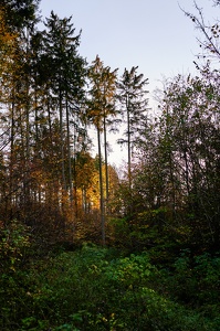 Spaziergang im Buchwald