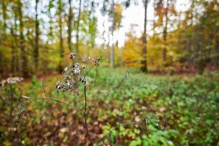 Spaziergang im Buchwald