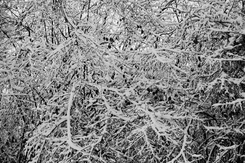 Winterimpression von der Straße CS-231130-5563-2.jpg