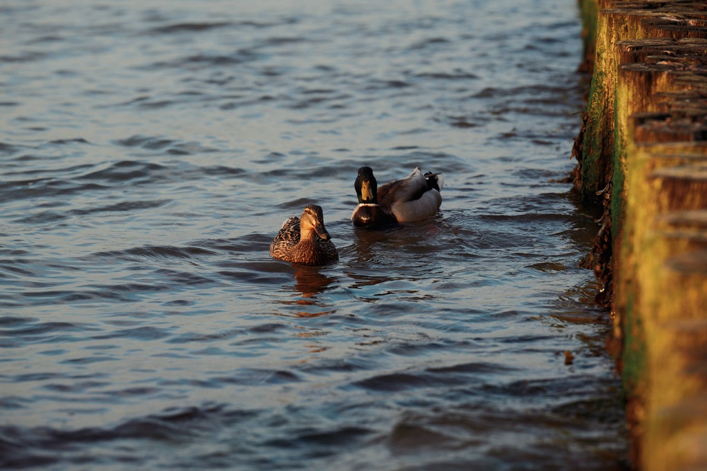 Enten in der Boltenhagener Bucht CS-240429-1251-1.jpg