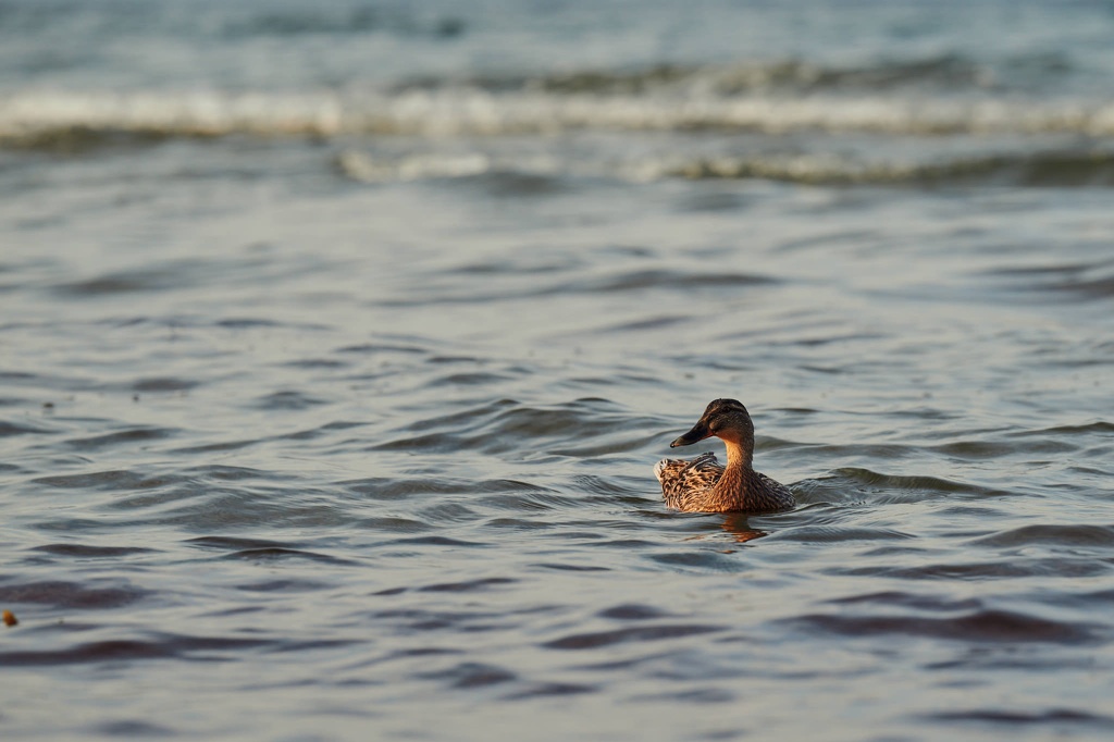 Ente in der Boltenhagener Bucht CS-240429-1287-1.jpg