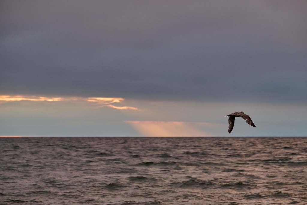 Raubmöwe in der Morgendämmerung in der Bucht von Boltenhagen CS-240507-1403-1.jpg