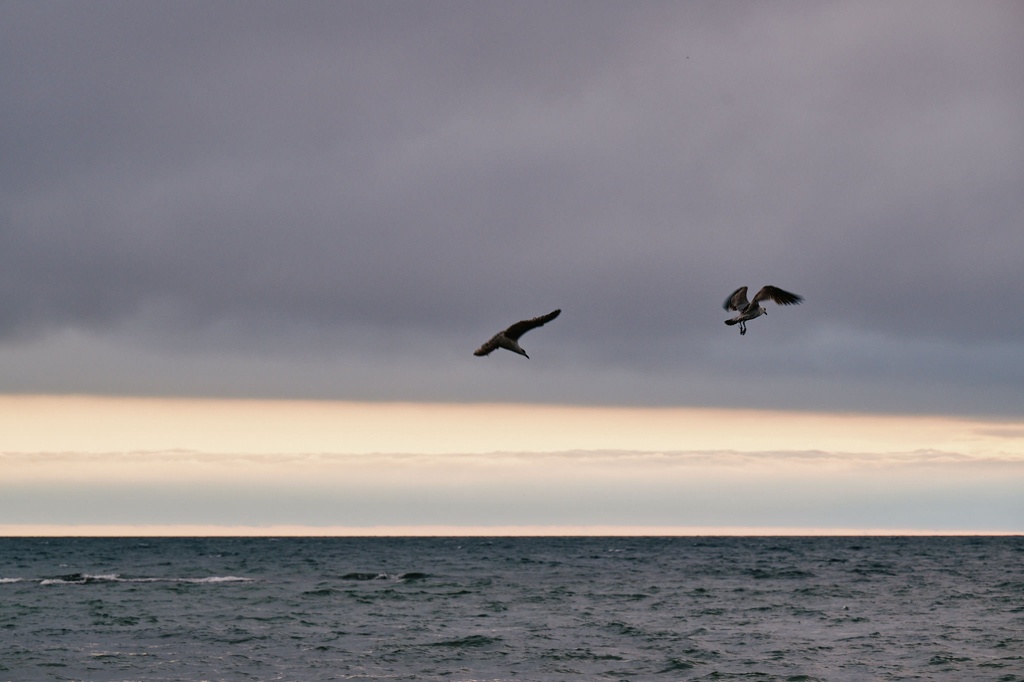 Raubmöwe in der Morgendämmerung in der Bucht von Boltenhagen CS-240507-1569-1.jpg