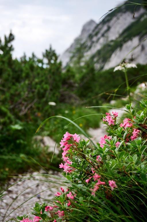 Alpenrosen im Blaueiskar CS-240720-1516-1.jpg