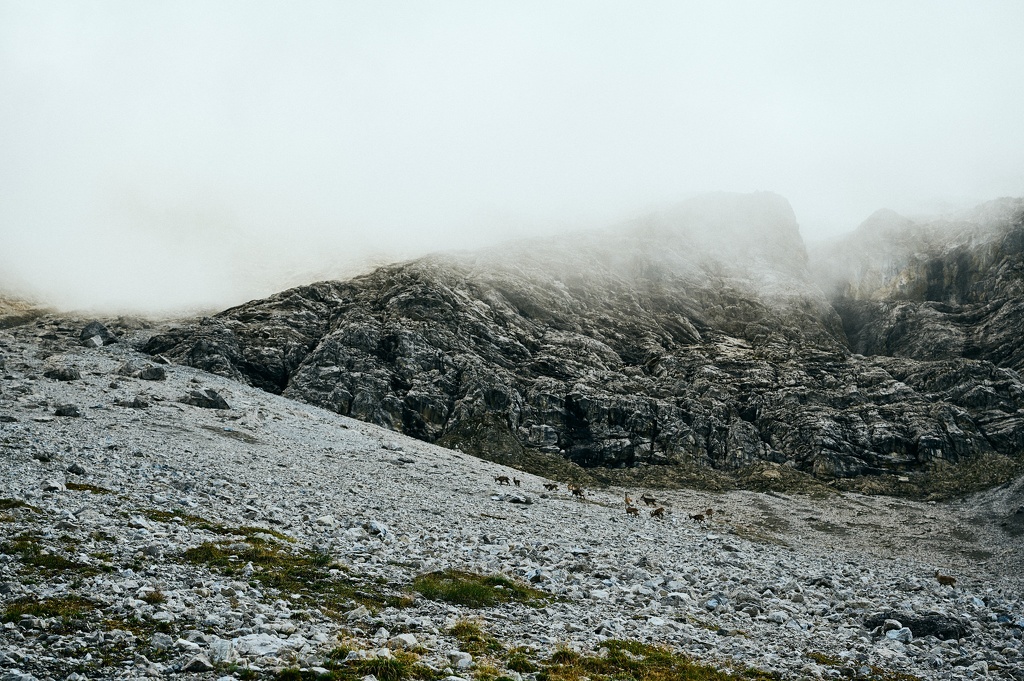 Steinböcke vor der Wolkendecke CS-210918-0304-2.jpg