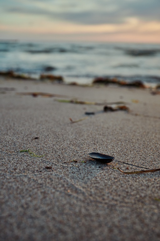 Muschel am Strand in Boltenhagen CS-240508-4447-1.jpg